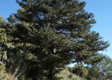 Imagen secundaria 1 - El ambientólogo e investigador de la UMA Álvaro Cortés. Ejemplar de pinsapo en la Sierra de las Nieves (Yunquera). Imagen obtenida por tecnología LIDAR, en la que se ven los árboles en colores más cálidos y el suelo en colores más fríos
