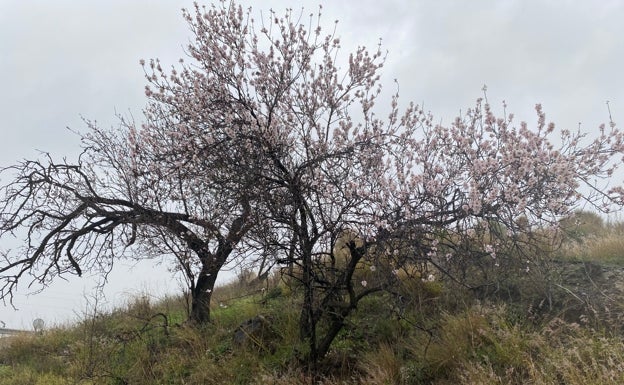 Dos almendros florecidos, ayer en el término municipal veleño. 