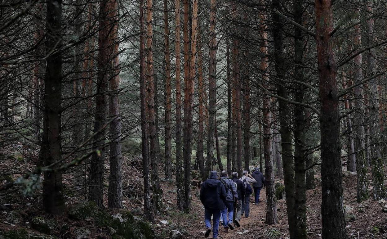 Excursionistas caminan por la Sierra de las Nieves.