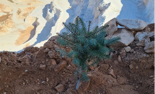 Ejemplar joven de pinsapo recién plantado en la cantera. 