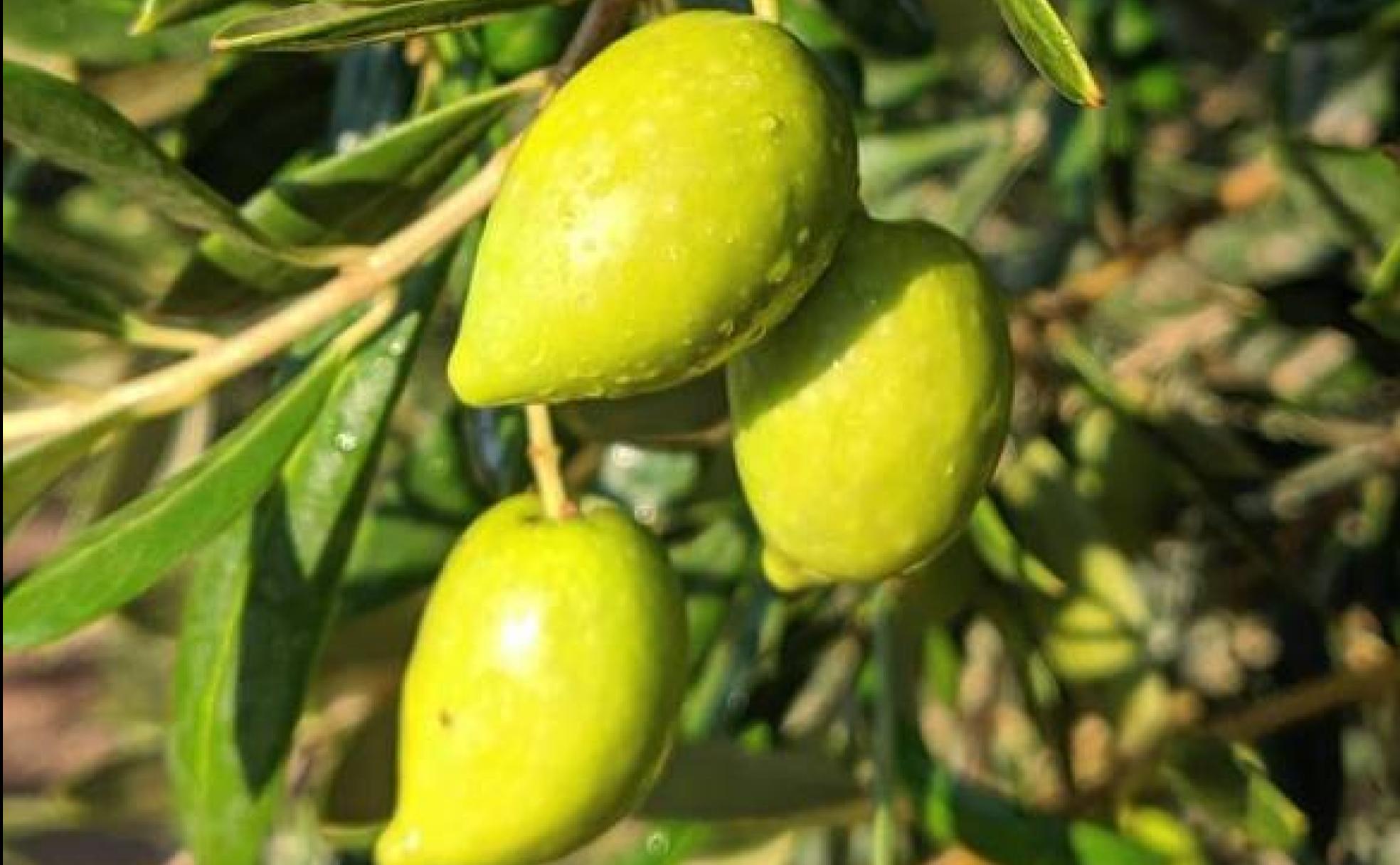 Las aceitunas más desconocidas con las que también se hace oro líquido en  Málaga | Diario Sur
