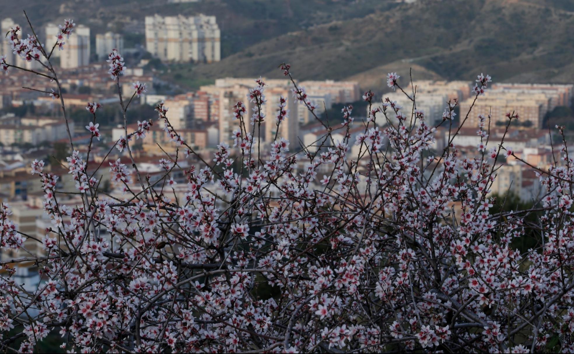 En Los Montes, muy cerca de la ciudad, se pueden ver los ejemplares más tempranos. 