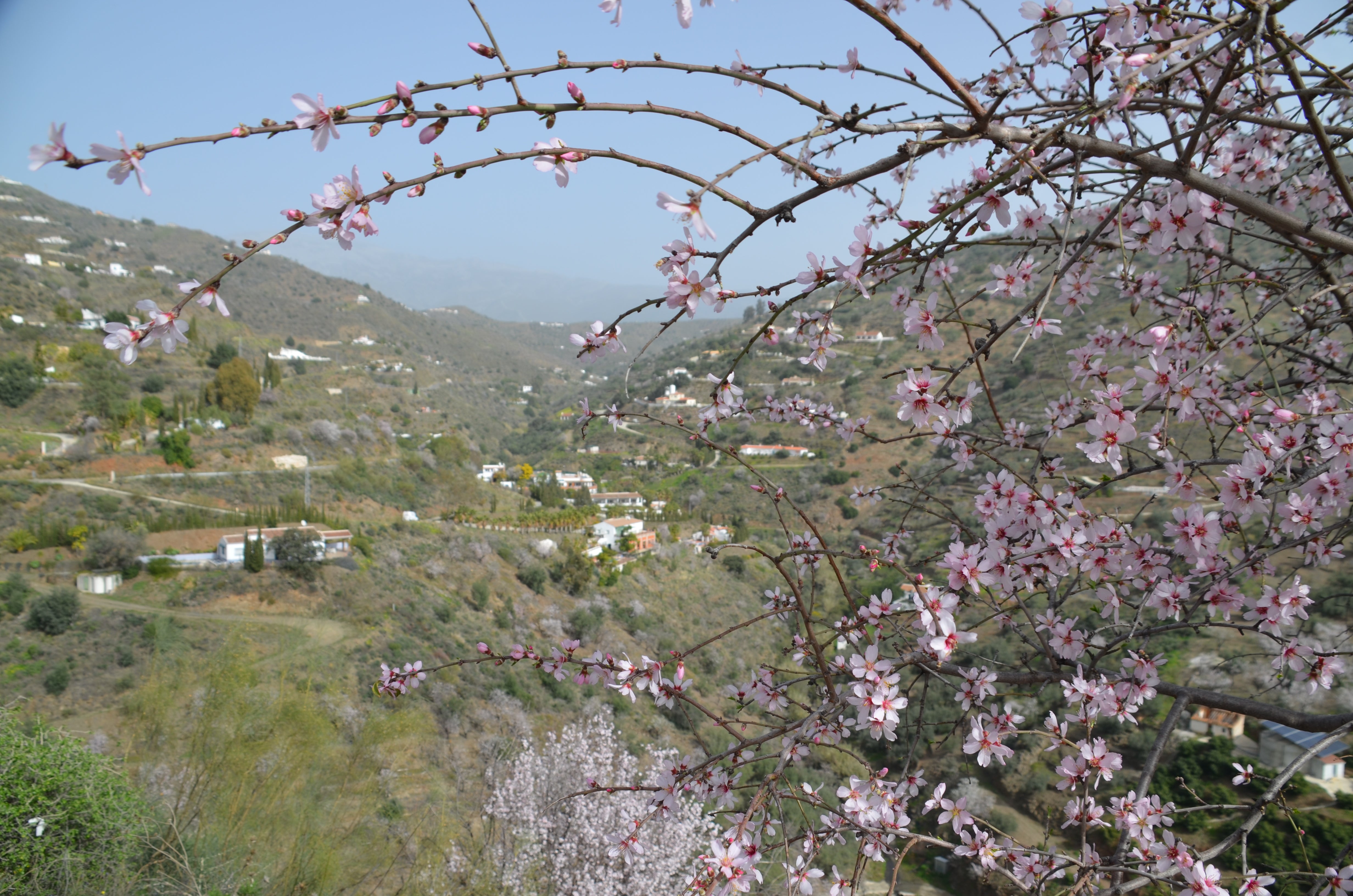 Una flor más temprana cada año por el cambio climático