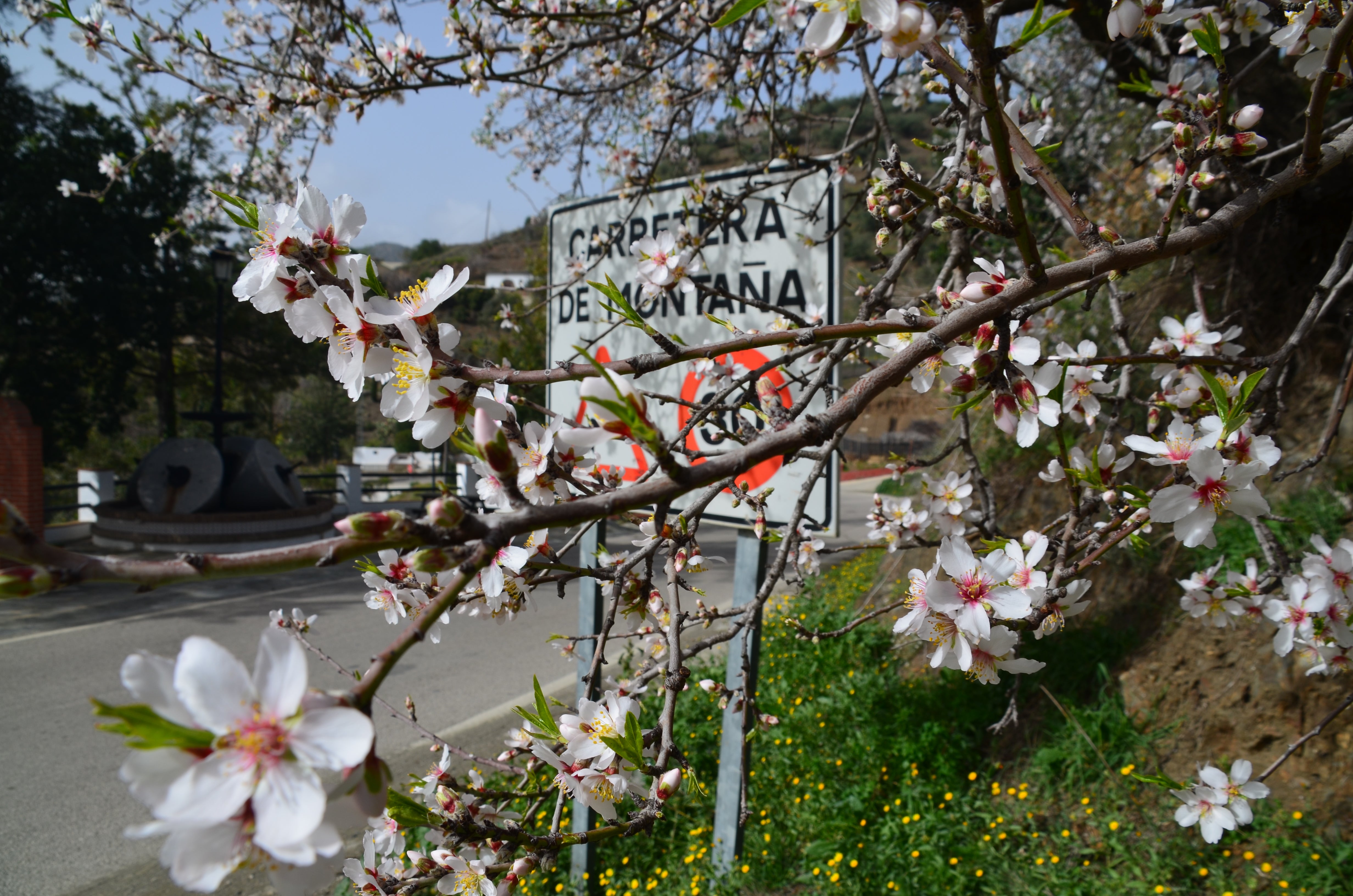 Una flor más temprana cada año por el cambio climático