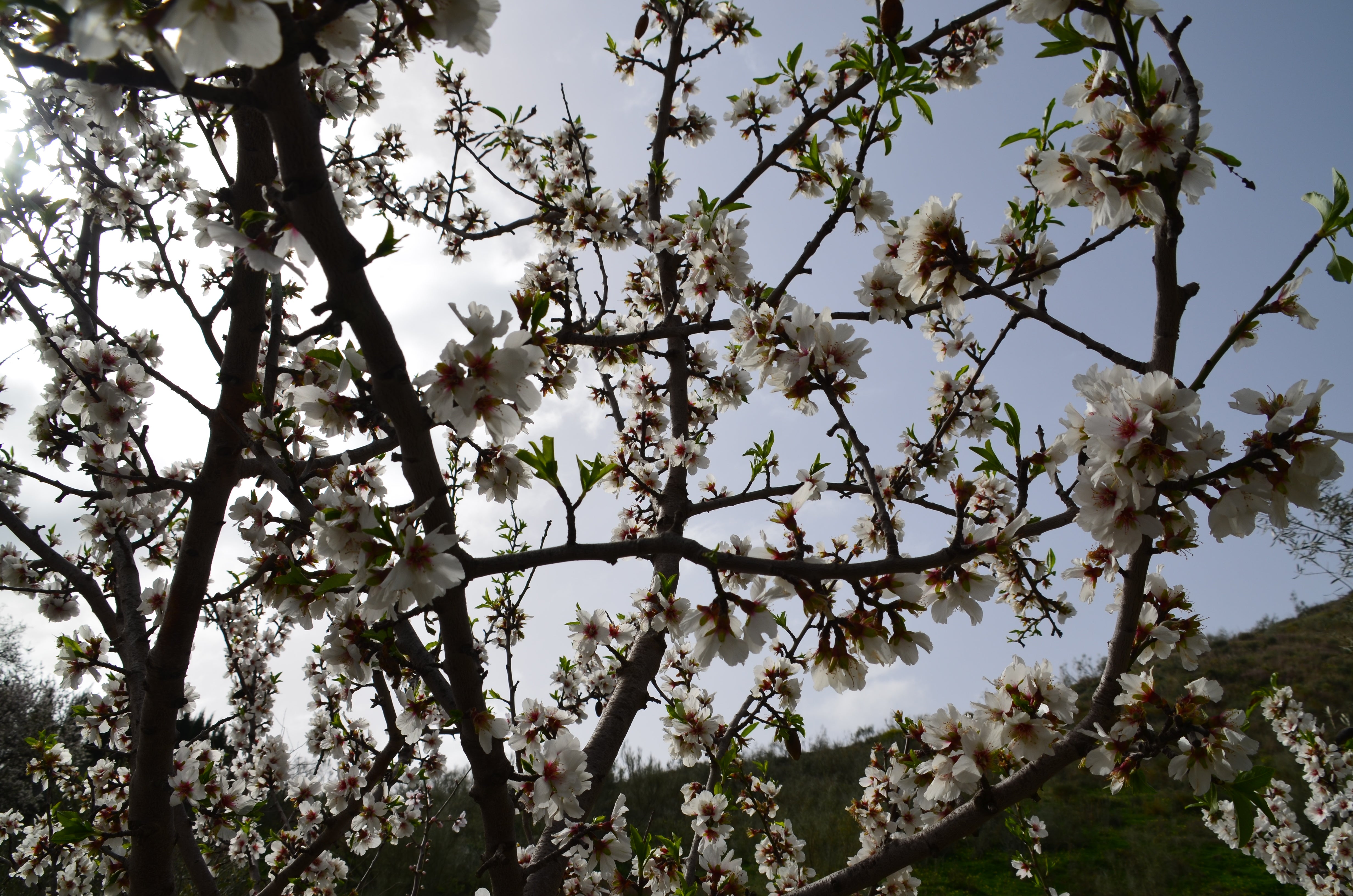 Una flor más temprana cada año por el cambio climático