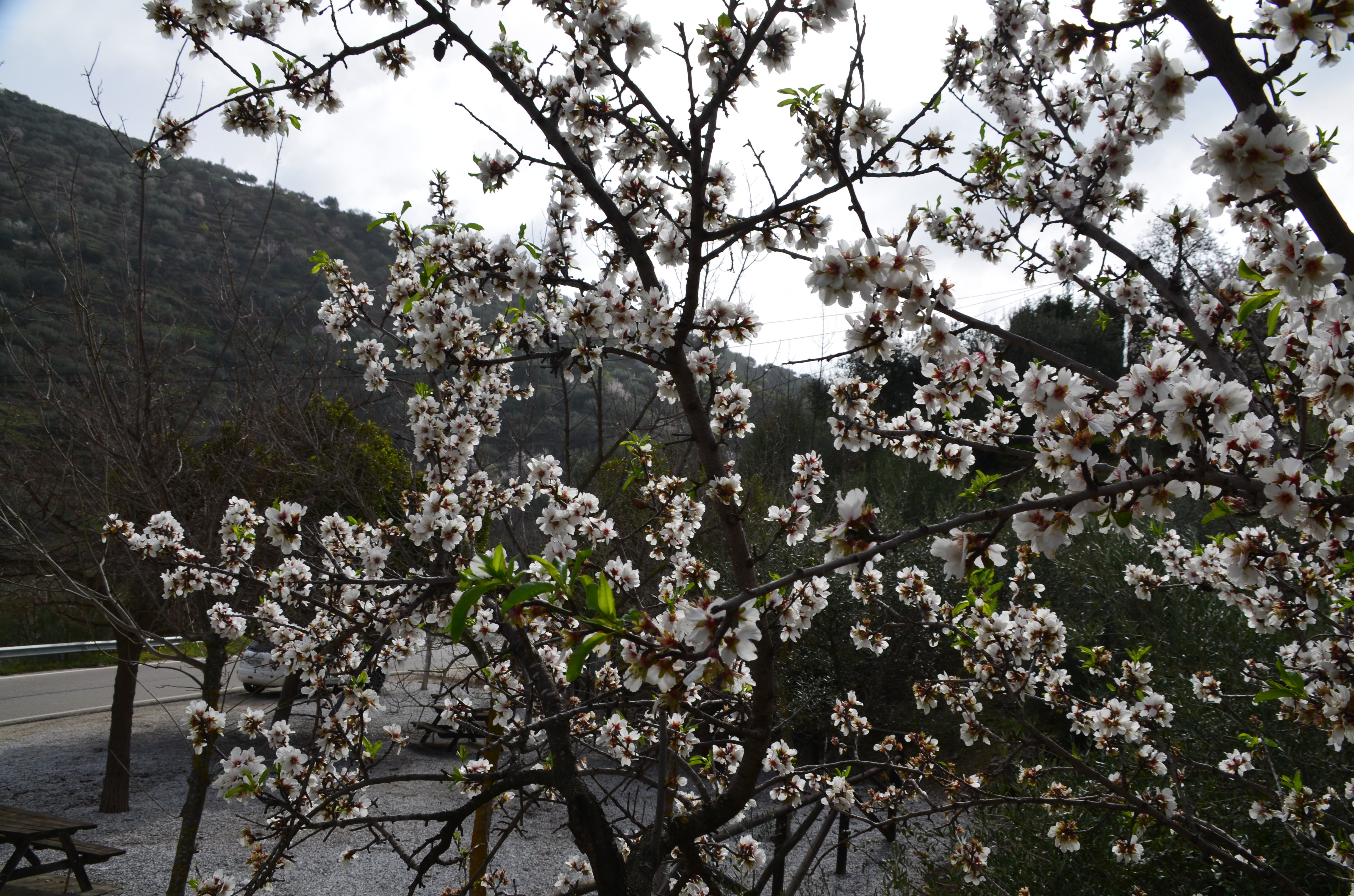 Una flor más temprana cada año por el cambio climático