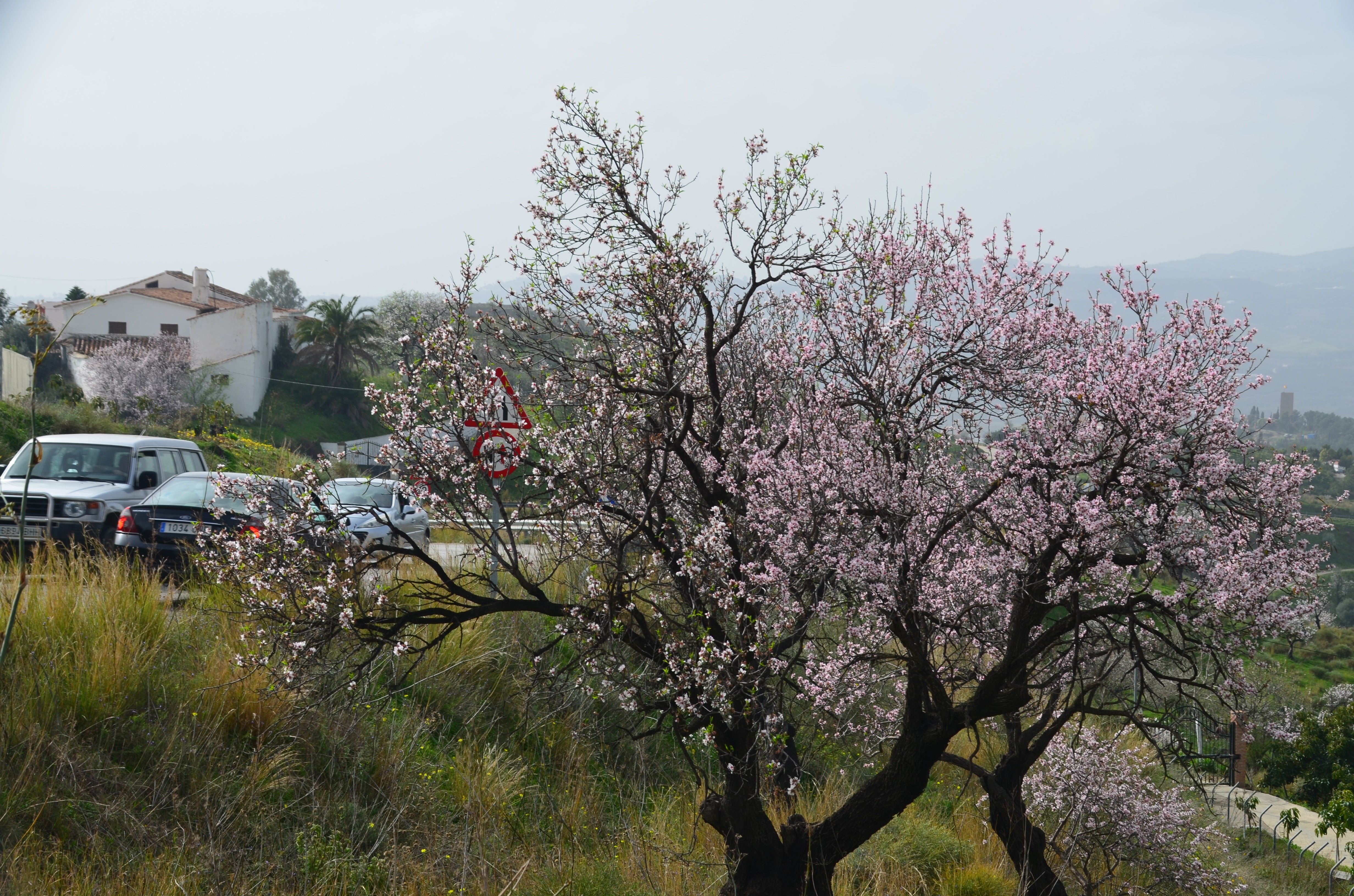 Una flor más temprana cada año por el cambio climático