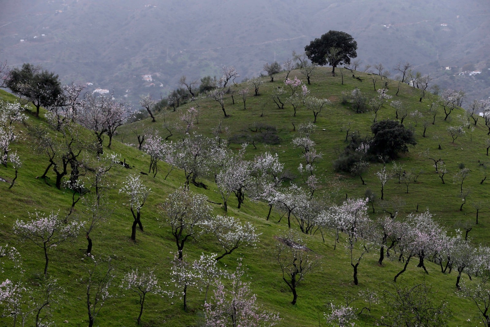 Una flor más temprana cada año por el cambio climático