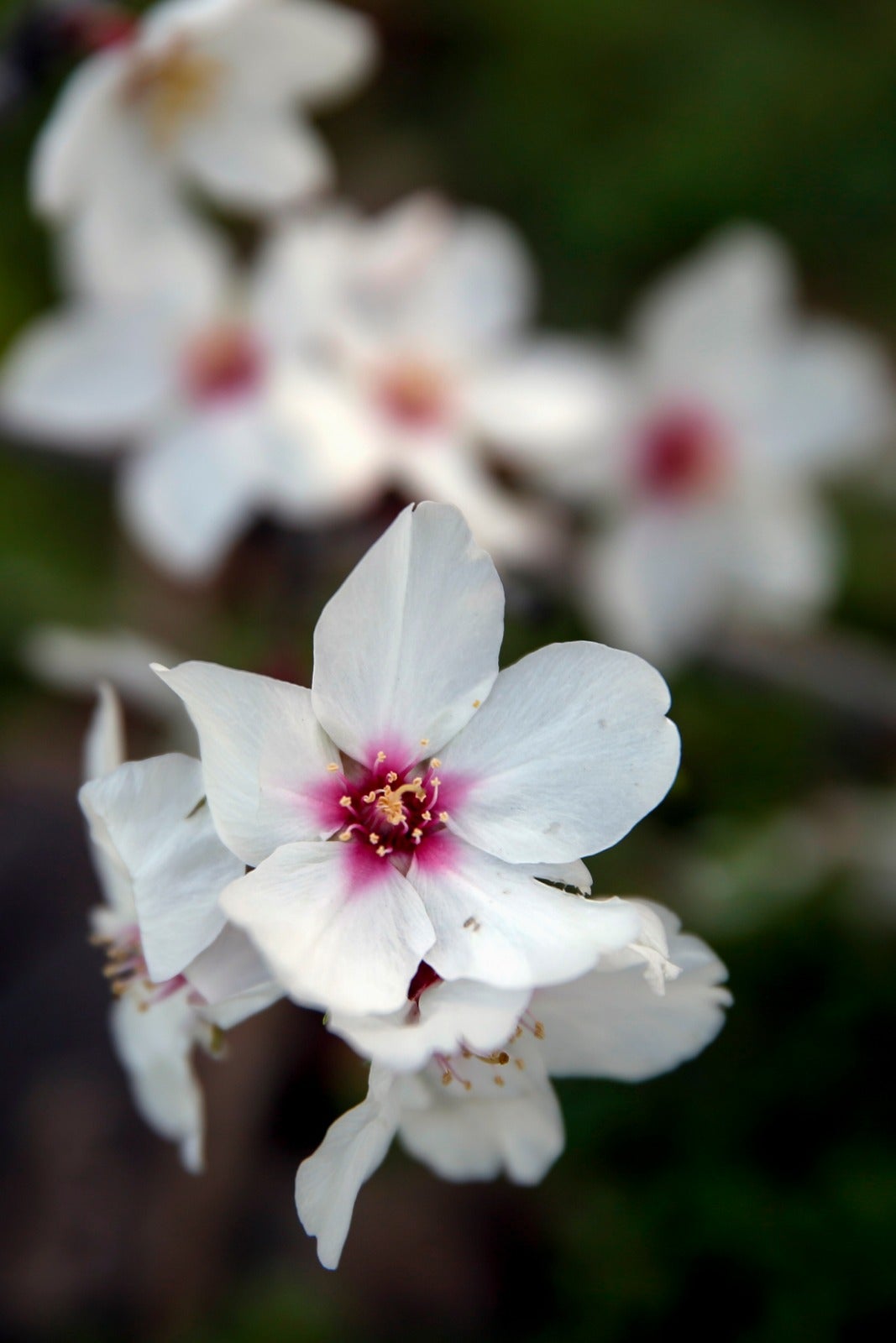 Una flor más temprana cada año por el cambio climático