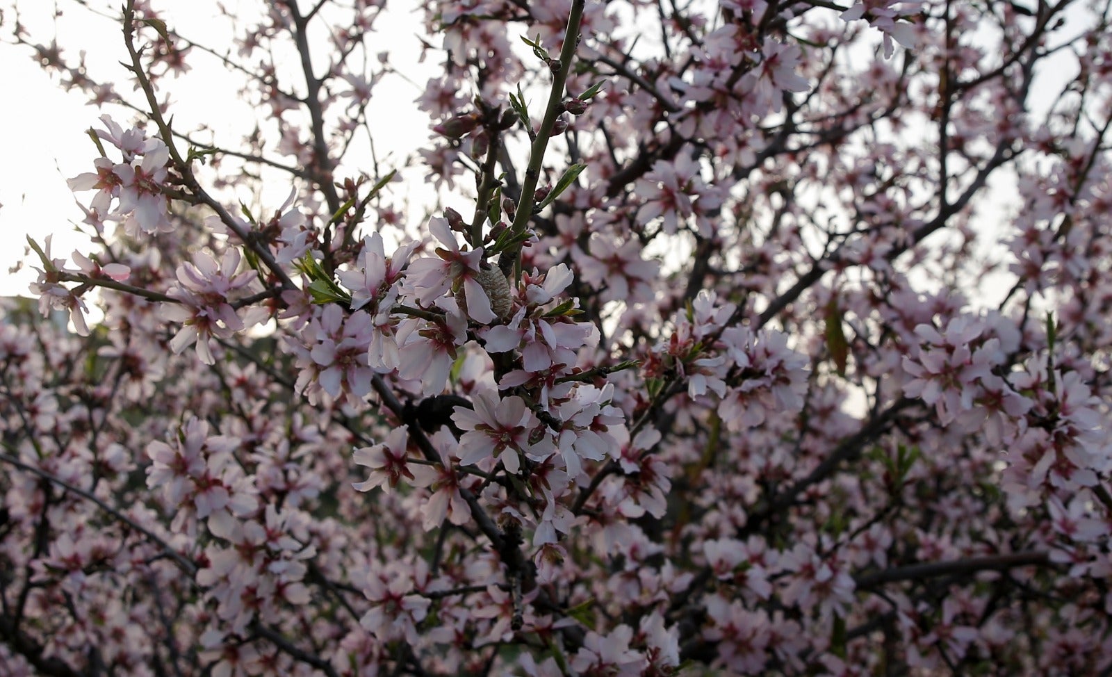 Una flor más temprana cada año por el cambio climático