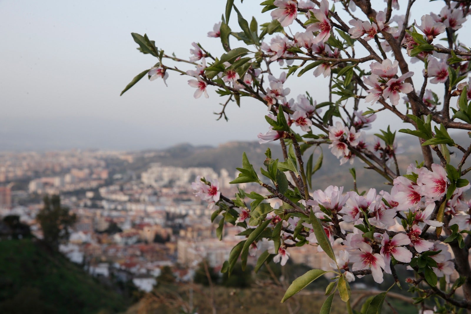 Una flor más temprana cada año por el cambio climático