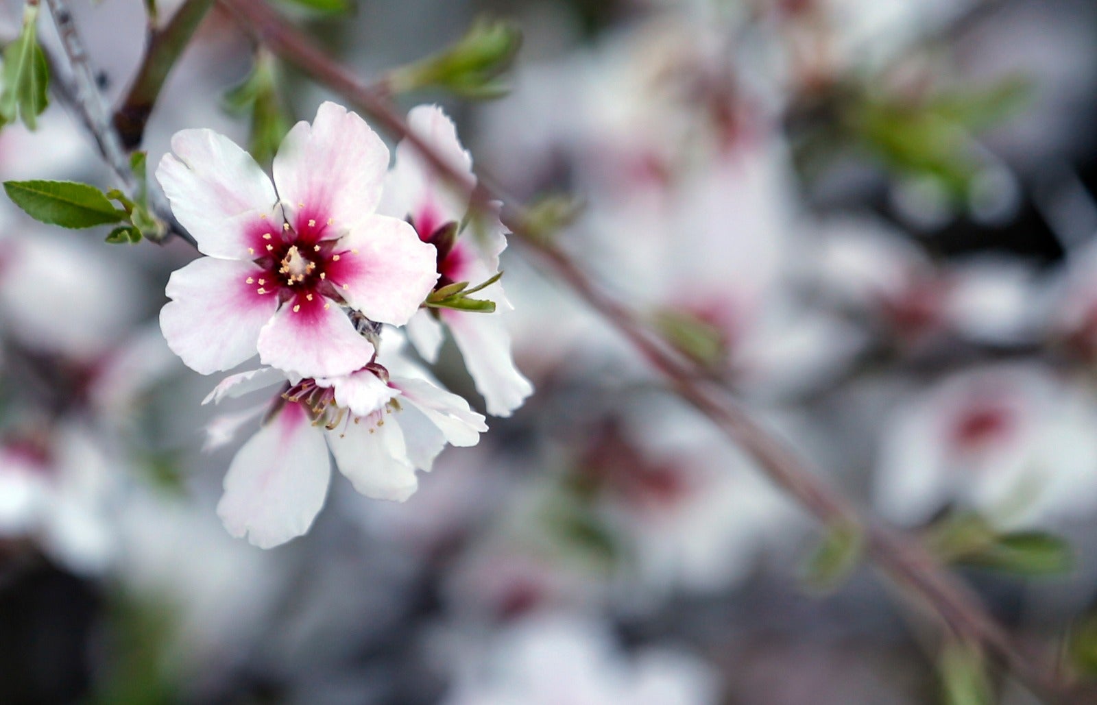 Una flor más temprana cada año por el cambio climático