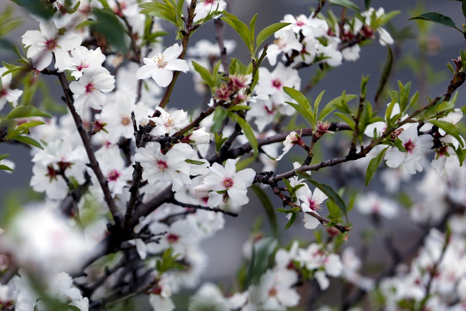 Una flor más temprana cada año por el cambio climático