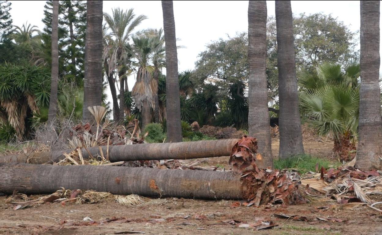 Palmeras cortadas en la parcela en mal estado en la urbanización Las Petunias, que denuncia OSP. 