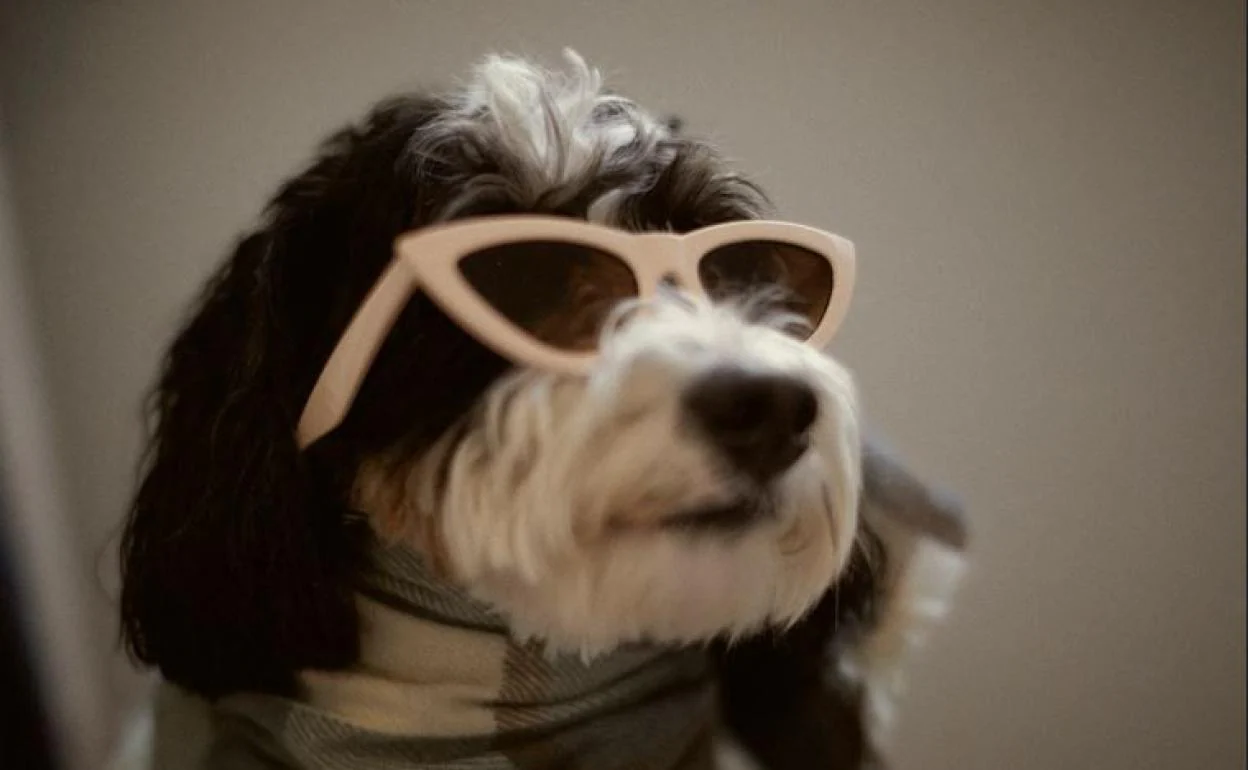 Zara para perros: así su primera de ropa y accesorios para mascotas | Diario Sur
