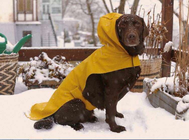 Fotos: La primera colección de Zara para perros, en imágenes