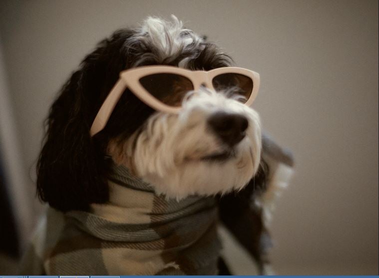 Fotos: La primera colección de Zara para perros, en imágenes