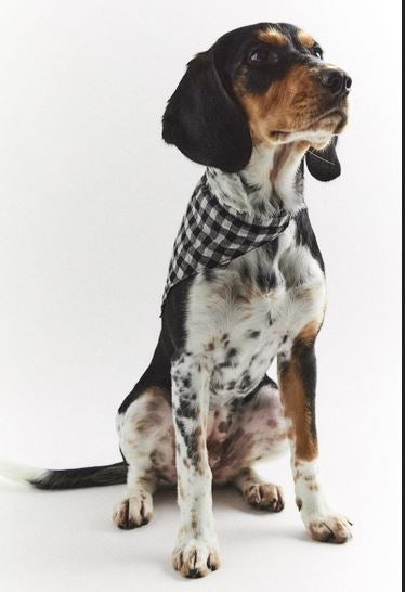 Fotos: La primera colección de Zara para perros, en imágenes