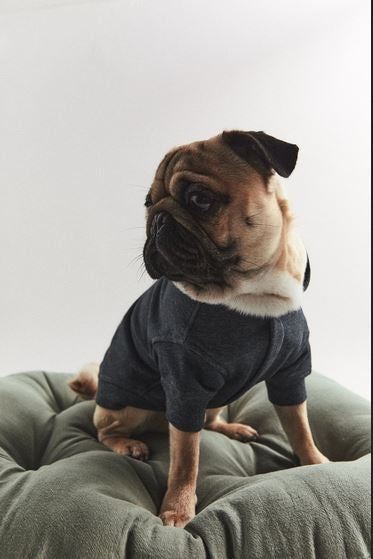 Fotos: La primera colección de Zara para perros, en imágenes