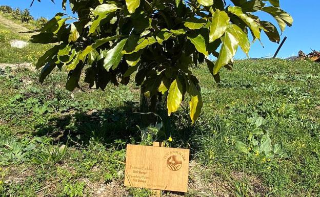 Aguacate ecológico de Finca Solmark, que ha sido apadrinado.