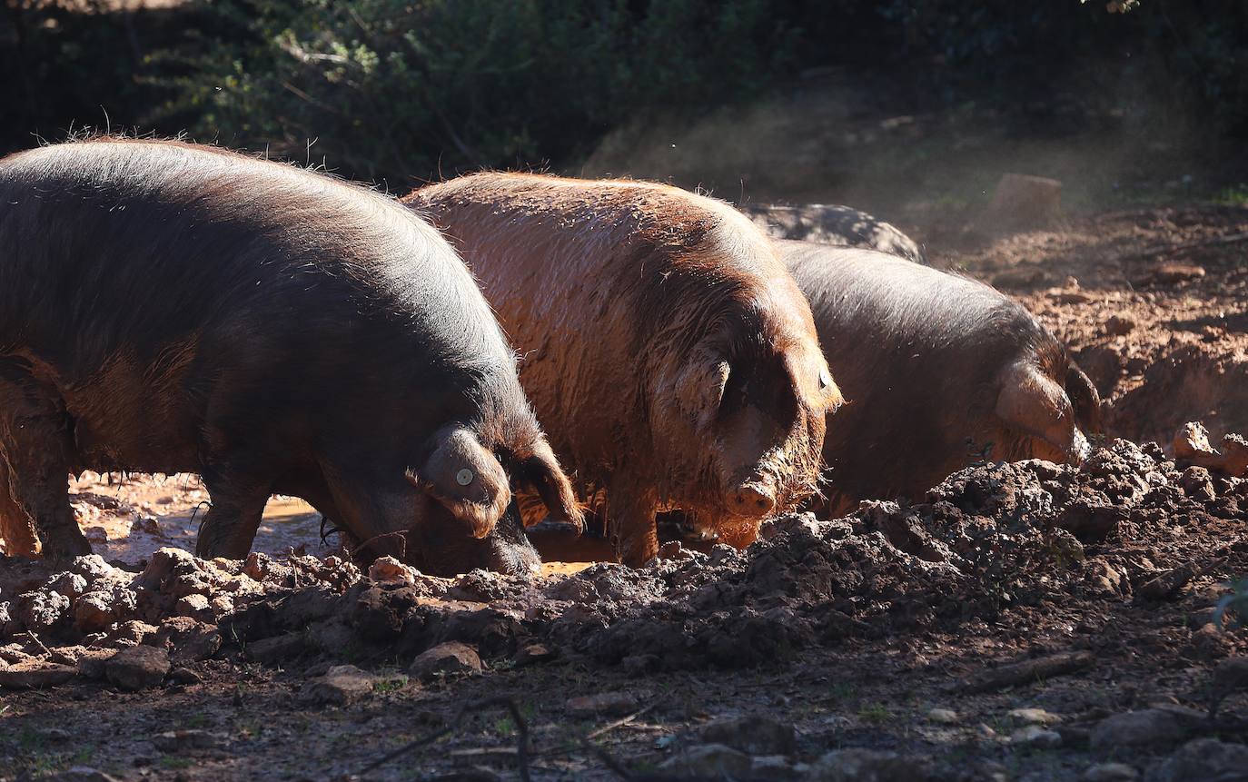 Recuperan y comercializan en Ronda una estirpe de cerdo que está oficialmente extinguido. 