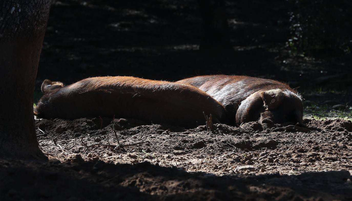 Recuperan y comercializan en Ronda una estirpe de cerdo que está oficialmente extinguido. 