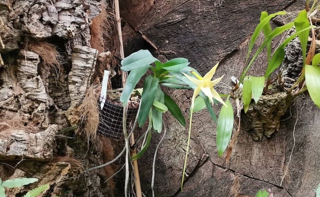 Esta variedad de orquídea ha encontrado las condiciones idóneas para su floración en el parque botánico de la localidad. 