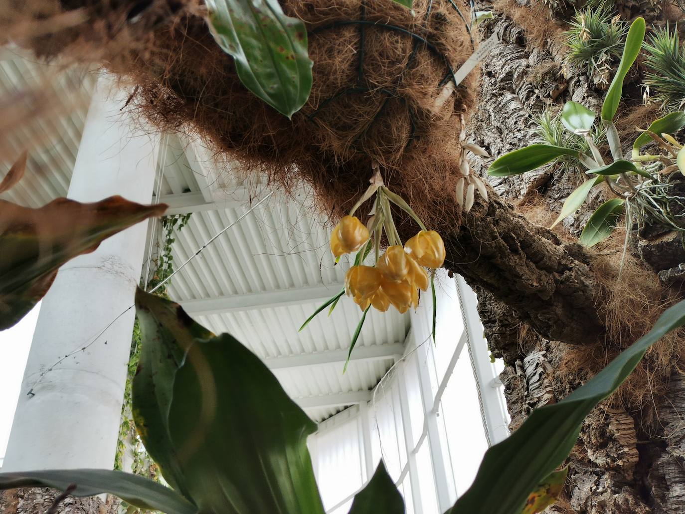 Florece en el Orquidario la conocida como 'orquídea de Darwin', que ayudó al científico inglés a avanzar en sus teorías sobre la evolución basadas en la selección natural