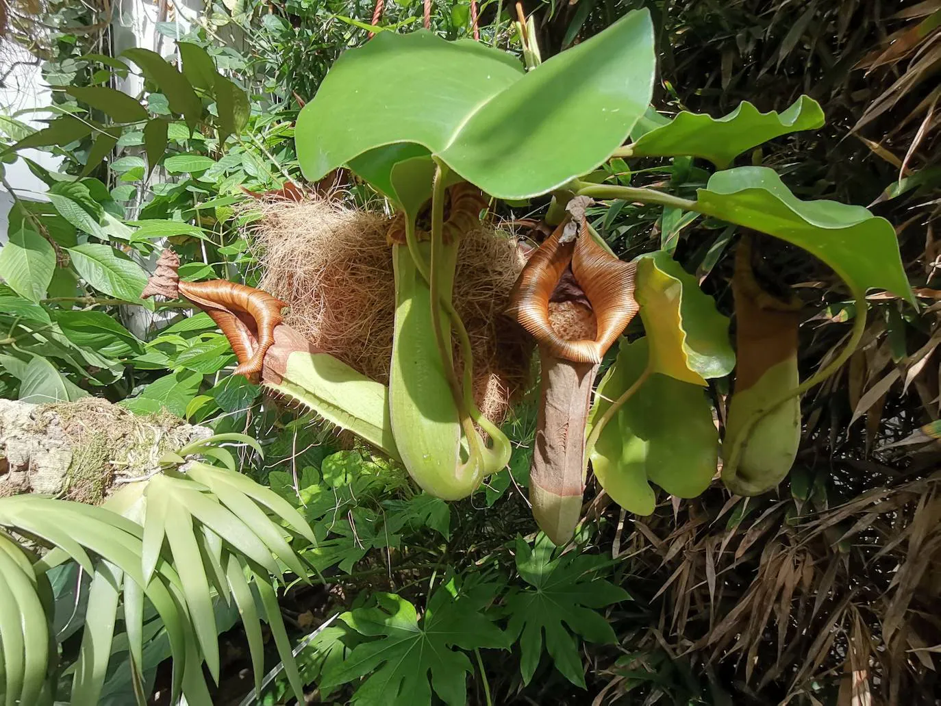 Florece en el Orquidario la conocida como 'orquídea de Darwin', que ayudó al científico inglés a avanzar en sus teorías sobre la evolución basadas en la selección natural