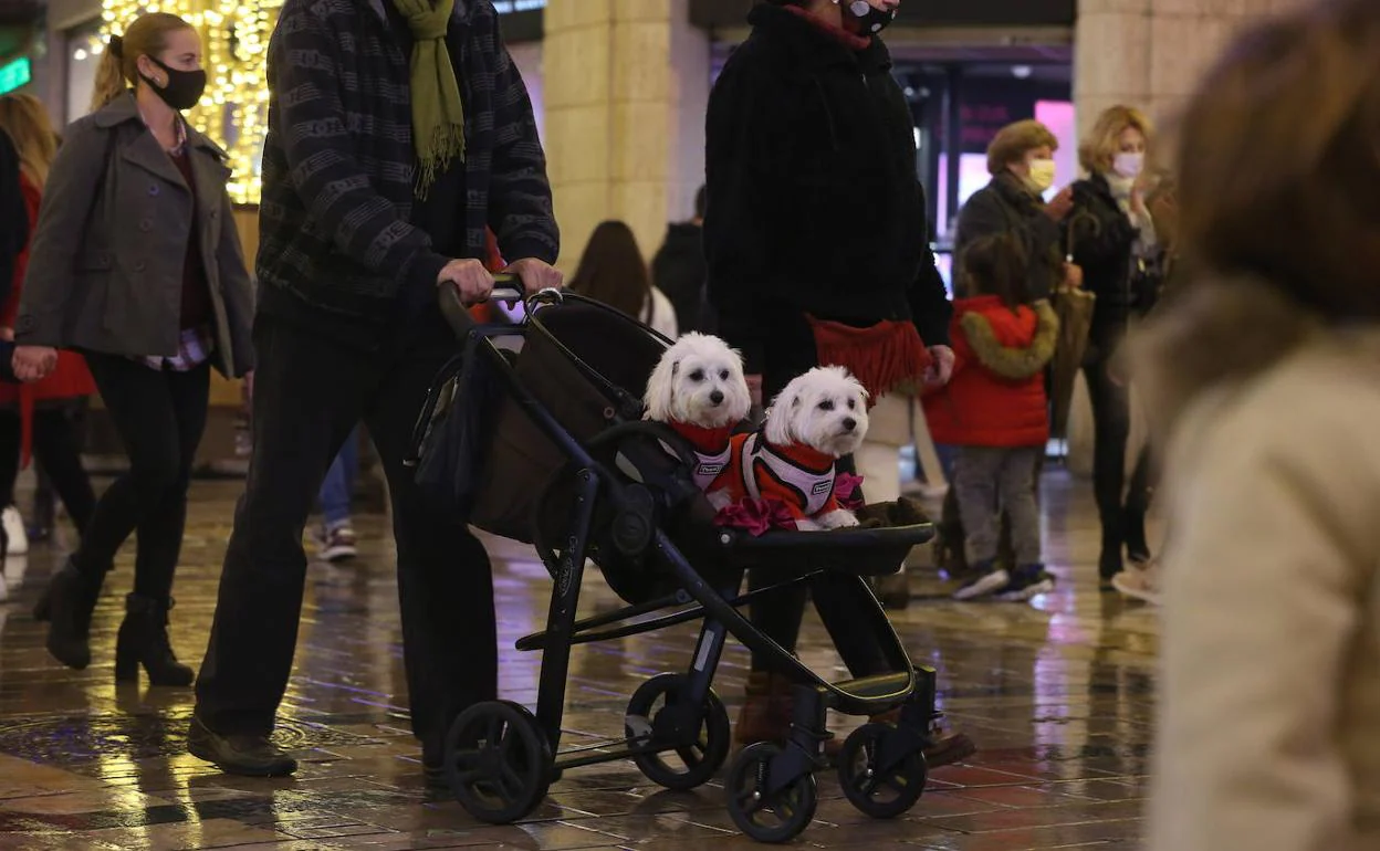 Dos perros pasean en un carrito de bebé por las calles del Centro de Málaga. 