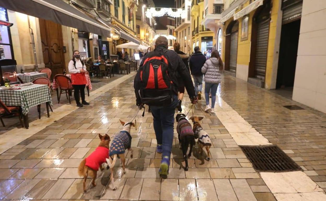 Un hombre pasea por Málaga acompañado de cuatro perros. 