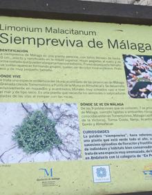 Imagen secundaria 2 - La siempreviva malagueña, la planta que quiere resistir en la costa más abrupta