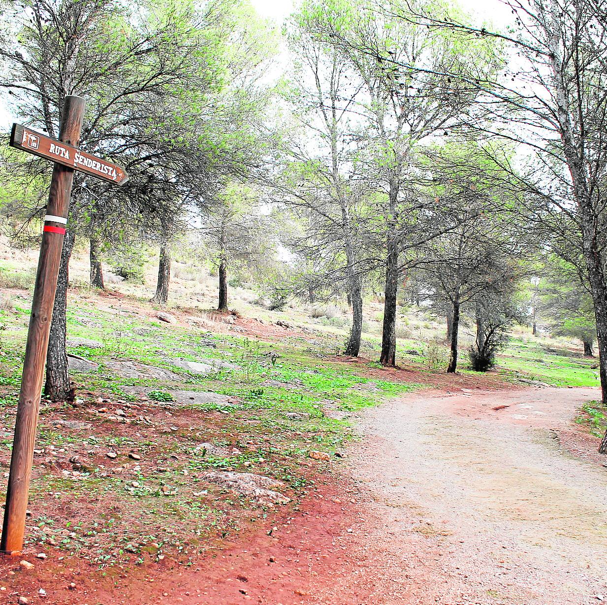 Una de las variantes de la Gran Senda de Málaga atraviesa este bosque 