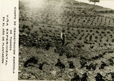 Imagen secundaria 1 - Arriba, aspecto actual de la antigua finca, donde hay un complejo deportivo con campo de fútbol, pabellón y piscina climatizada; abajo a la izquierda, finca experimental con viñas resistentes a la filoxera, y a la derecha, la estación meteorológica de la finca. 