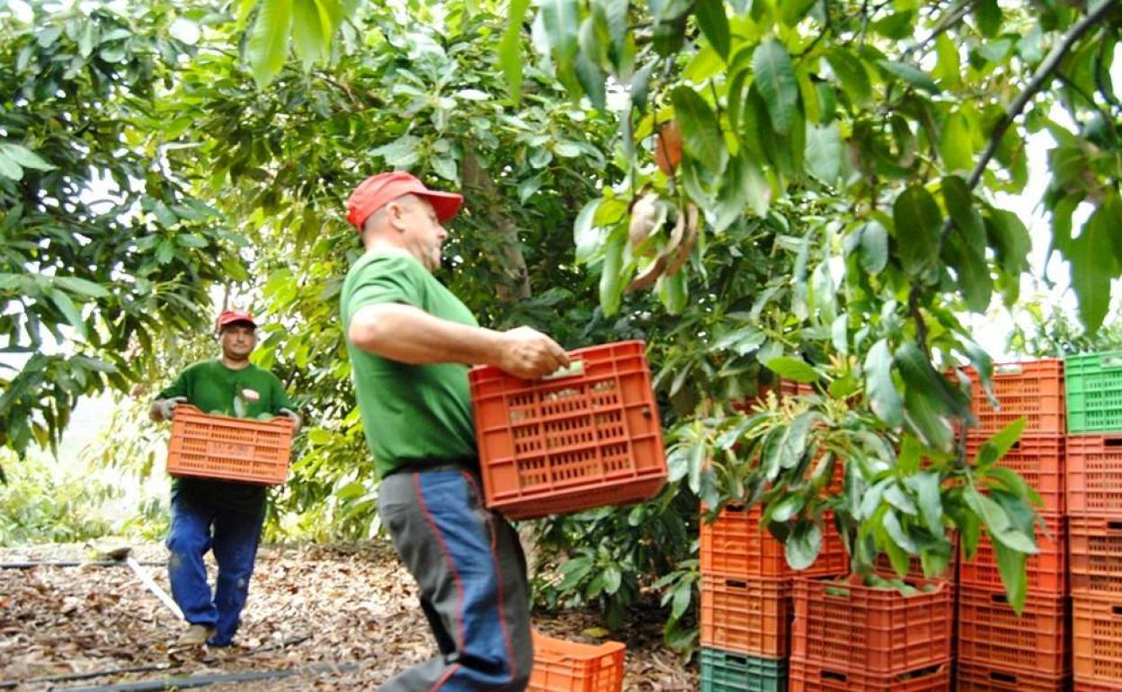 Trabajadores del campo, en la campaña de recogida de aguacates en la Axarquía. 