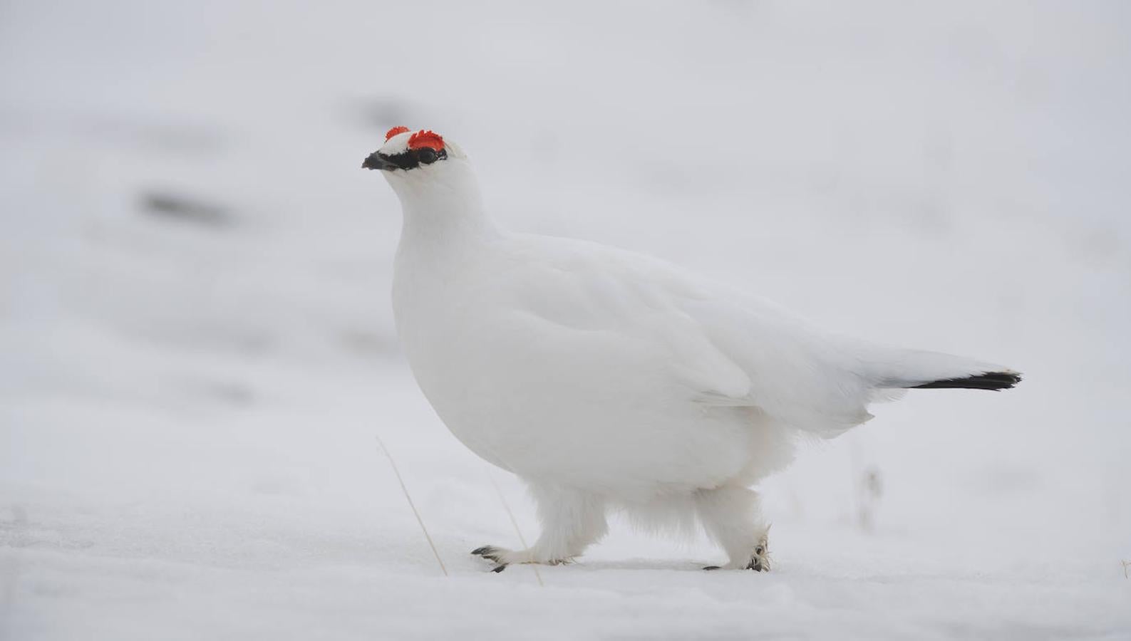 Fotos: Las impresionantes imágenes de naturaleza extrema en la isla de Svalbard