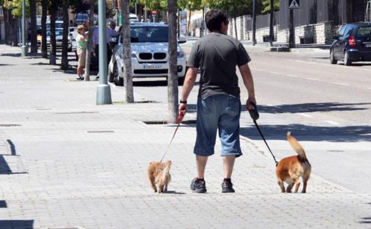 La Junta impulsa una ley de protección de mascotas que reforzará la responsabilidad en su cuidado