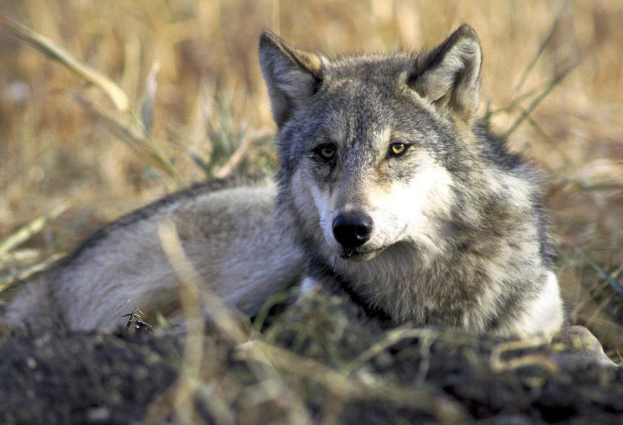 Lobo ibérico. sur