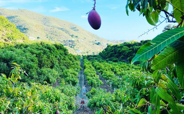 Imagen principal - El negocio de esta empresa radica en vender directamente sus cosechas a clientes finales. Abajo, la caja de mangos y aguacates es una de las más demandadas