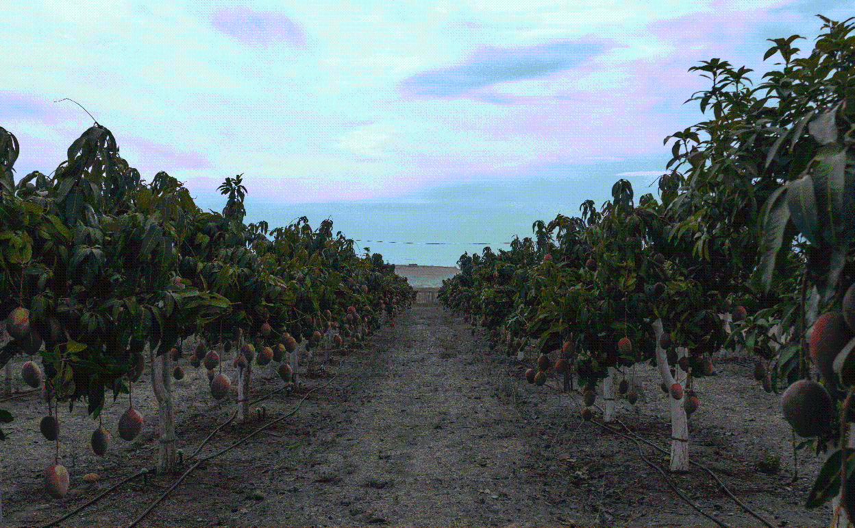 Finca experimental de mangos en La Mayora de Algarrobo. 