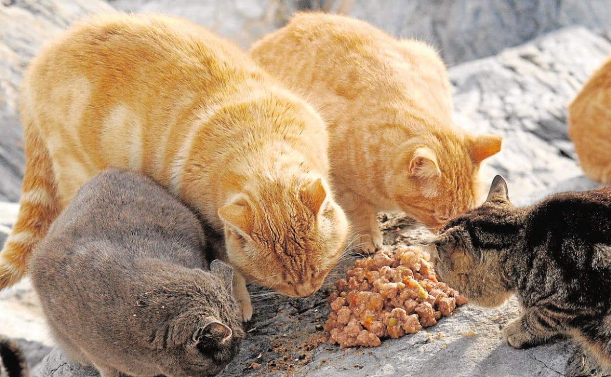 Grupo de gatos ferales en una colonia de Málaga. 