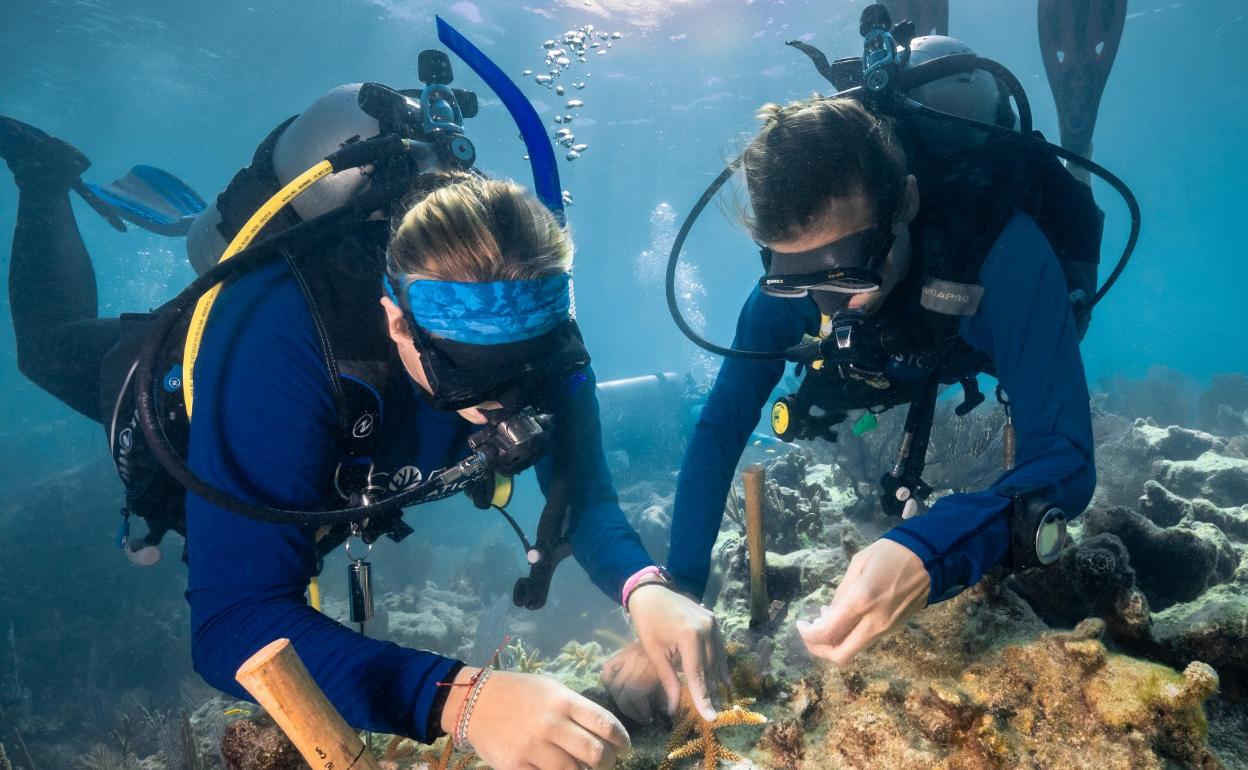 Dos buzos trabajan en un proyecto de regeneración de los fondos marinos. 