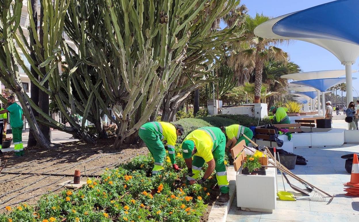 La plantación de las flores se ha realizado durante esta semana. 