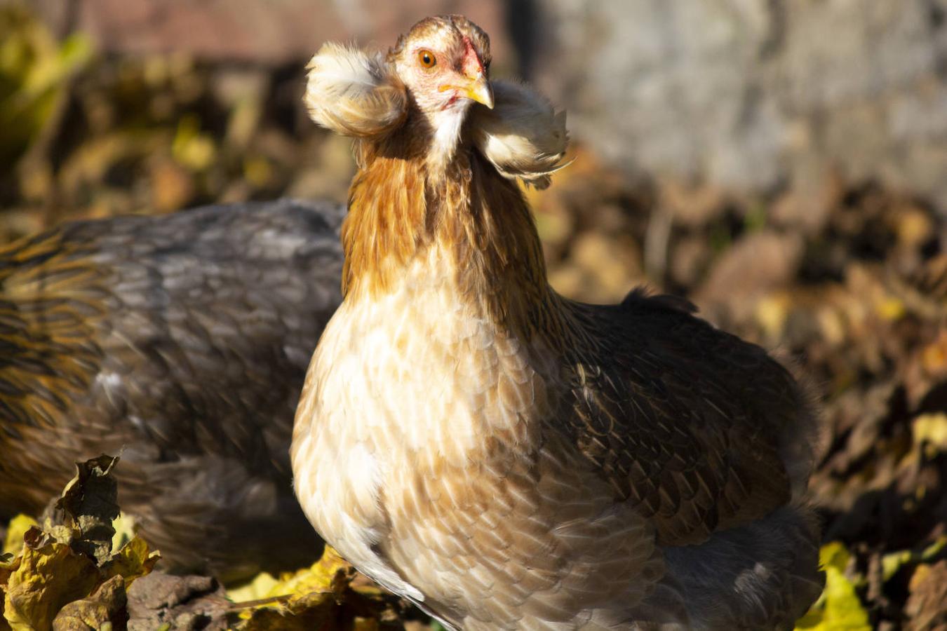 Gallina Araucana, de origen chileno. Sus huevos son azules.