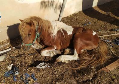 Imagen secundaria 1 - Investigan al propietario de un pony por abandono e intervienen siete gallos y un perro en pésimas condiciones en La Corta