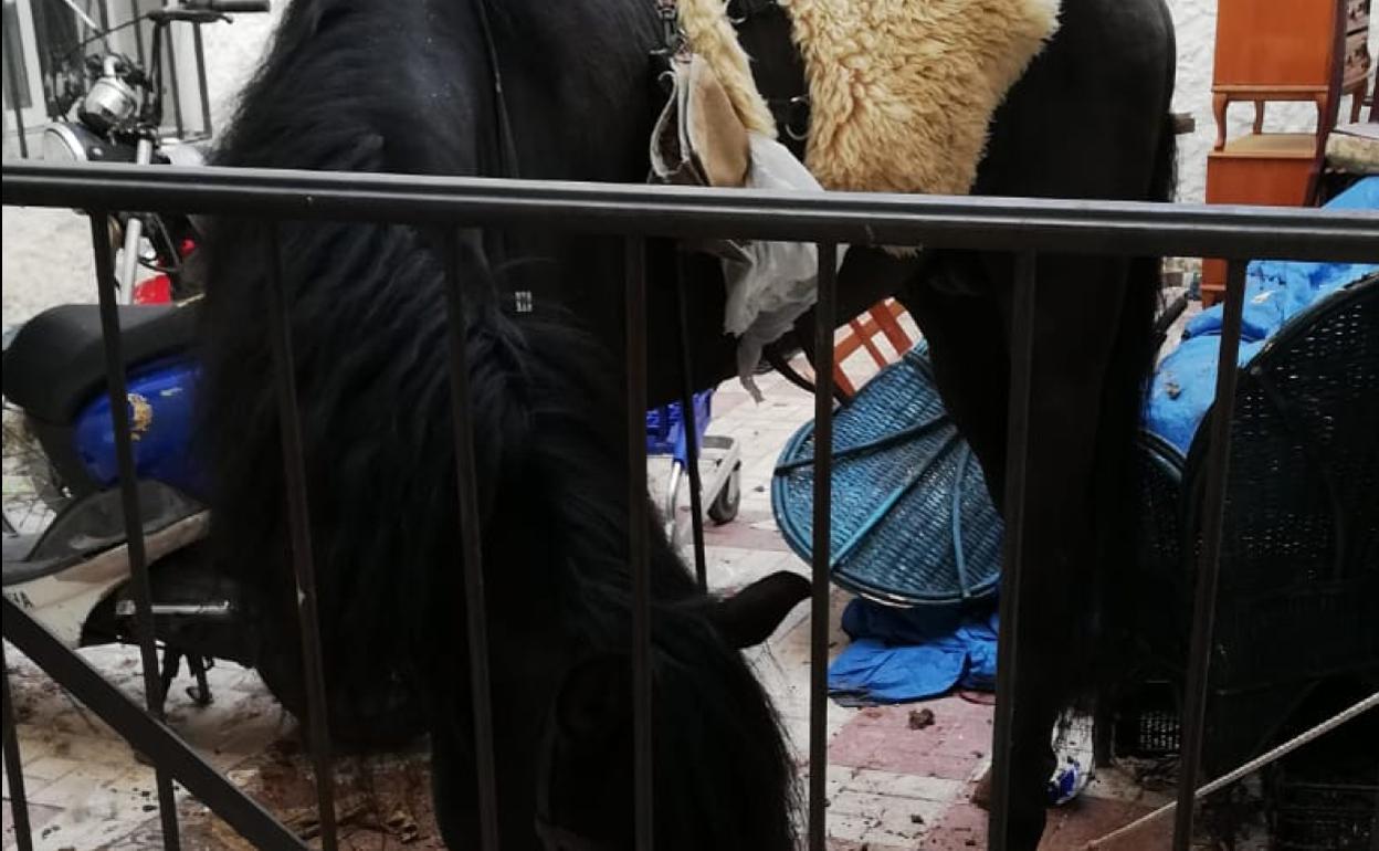 Imagen del caballo en el edificio. 