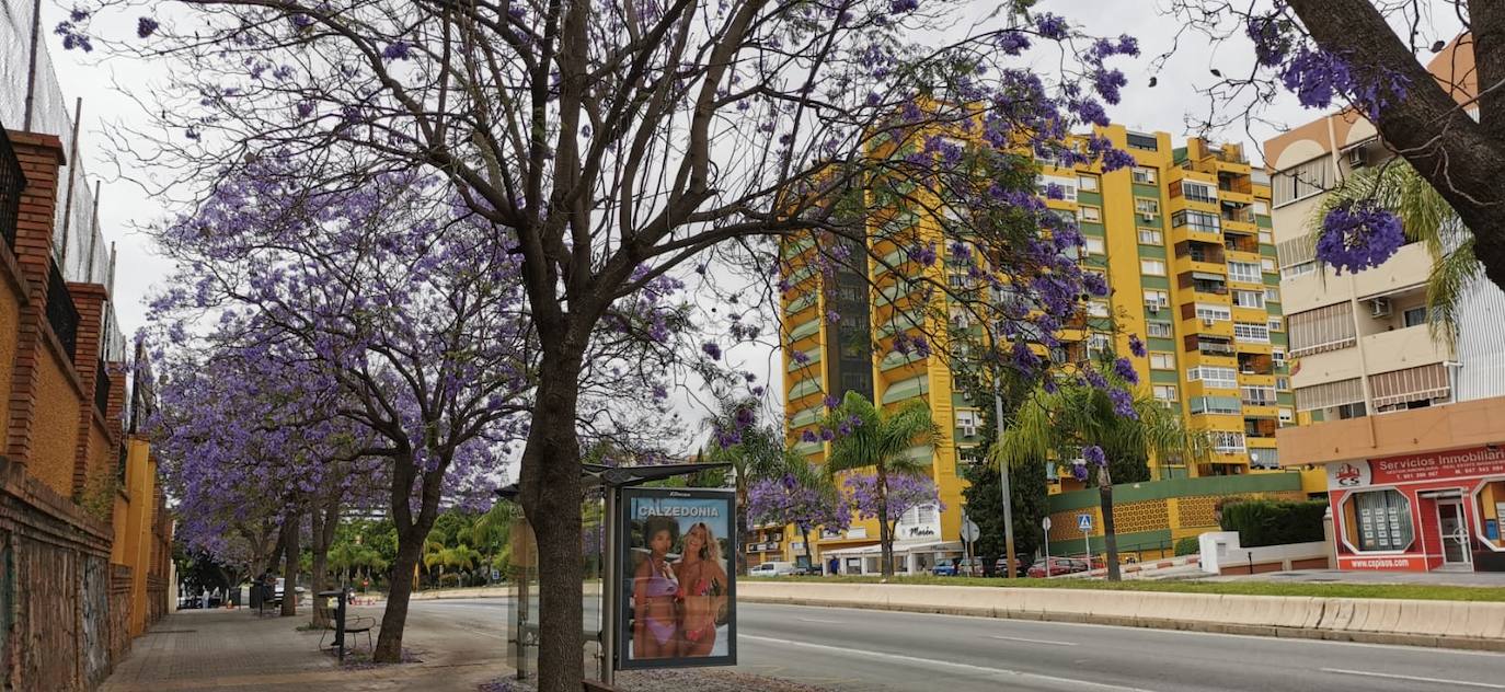 El manto morado de las jacarandas en Málaga. 