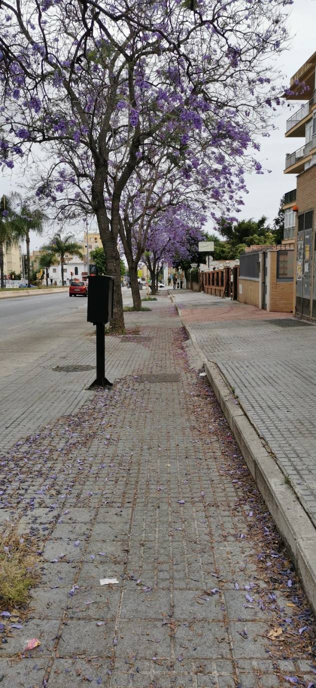 El manto morado de las jacarandas en Málaga. 