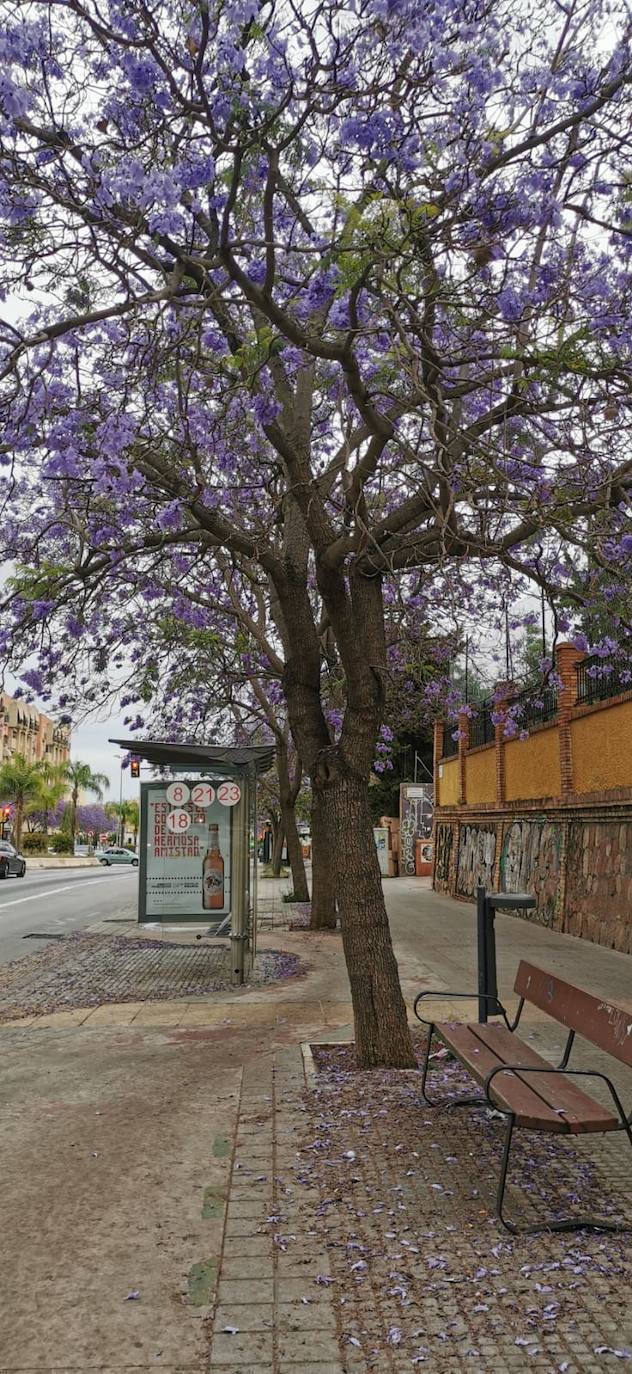 El manto morado de las jacarandas en Málaga. 