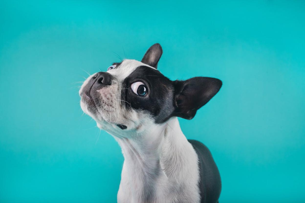 Unas 30.000 mascotas han sido inscritas en un programa contra el envejecimiento canino. R. C.